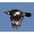 In flight. Note: white wing patch. In flight. Note: white wing patch.