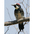 Male. Note: white and red crown (no black) Male. Note: white and red crown (no black)