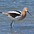 Male. Note: bill slightly less curved than female. Male. Note: bill slightly less curved than female.