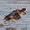 Adult in flight. Note: white tips of secondaries. Adult in flight. Note: white tips of secondaries.