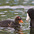 Juvenile Juvenile