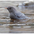 Juvenile. Note: pale bill and streaked breast. Juvenile. Note: pale bill and streaked breast.