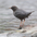 Juvenile. Note: pale bill and streaked breast. Juvenile. Note: pale bill and streaked breast.