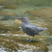 Adult. Note: short tail and long legs. Adult. Note: short tail and long legs.