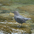 Adult. Note: short tail and long legs. Adult. Note: short tail and long legs.