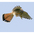 Male. Note: broad black terminal band on tail. Male. Note: broad black terminal band on tail.