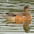 Female. Note: contrasting gray head with breast Female. Note: contrasting gray head with breast