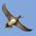 Male. Note: pointed tail feathers Male. Note: pointed tail feathers
