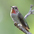 Juvenile male. Note: red gorget wider than centered single spot of female. Juvenile male. Note: red gorget wider than centered single spot of female.