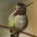 Male Male