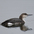Winter plumage adult Winter plumage adult