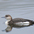 Winter plumage adult Winter plumage adult
