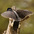 Note: barred back and unmarked outer tail feathers Note: barred back and unmarked outer tail feathers