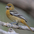 Female. Note: browish-yellow head and orange-yellow breast. Female. Note: browish-yellow head and orange-yellow breast.
