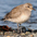 Winter plumage Winter plumage
