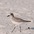Adult winter plumage Adult winter plumage