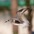 Adult winter plumage in flight. Note: black axillaries (underwing). Adult winter plumage in flight. Note: black axillaries (underwing).