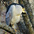 Adult Adult
