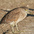 Juvenile. Note: blurry streaks on breast and yellowish bill with dark tip. Juvenile. Note: blurry streaks on breast and yellowish bill with dark tip.