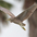 Juvenile in flight. Juvenile in flight.