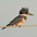Female. Note: rufous band on belly. Female. Note: rufous band on belly.