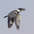 Female in flight. Female in flight.