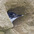 Juvenile peaking out of nest burrow. Juvenile peaking out of nest burrow.