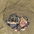 Nestlings in burrow Nestlings in burrow