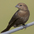 Female. Note: plain brown head, large bille, and pale throat. Female. Note: plain brown head, large bille, and pale throat.