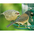 Juvenile (with Dark-eyed Junco) Juvenile (with Dark-eyed Junco)