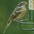 Female. Note: bicolored bill and fine streaks on breast. Female. Note: bicolored bill and fine streaks on breast.