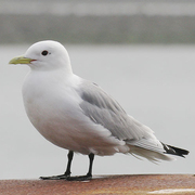 Adult breeding Adult breeding