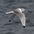 Adult nonbreeding. Note: yellow unmarked bill,  Adult nonbreeding. Note: yellow unmarked bill,
