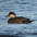 Female. Note: thin bill, white cheek patch contrasting with dark cap. Female. Note: thin bill, white cheek patch contrasting with dark cap.