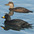 Male (front) and female. Male (front) and female.