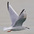 Adult winter plumage in flight. Note: white triangle on upperwing and pale underwing. Adult winter plumage in flight. Note: white triangle on upperwing and pale underwing.