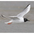 Adult breeding Adult breeding