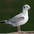 1st winter. Note: dark coloration on folded wing. 1st winter. Note: dark coloration on folded wing.