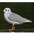 Adult in winter plumage. Note: dark spot behind ear and clean gray wing. Adult in winter plumage. Note: dark spot behind ear and clean gray wing.