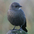 Female. Note: dark eye, thin dark bill, and drab gray-brown overall. Female. Note: dark eye, thin dark bill, and drab gray-brown overall.