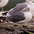 Adult. Note: pale eye, sooty nape, and dark tail band. Adult. Note: pale eye, sooty nape, and dark tail band.