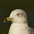 Adult. Note: pale eye, sooty nape, and dark bill band with red tip. Adult. Note: pale eye, sooty nape, and dark bill band with red tip.