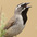 Adult Adult