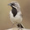 Adult Adult