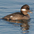 Female. Note: auricular white patch Female. Note: auricular white patch
