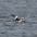 Male Male