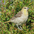 Juvenile Juvenile