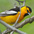 Male. Note: orange coloration, black throat, cap, and back and white wing patches Male. Note: orange coloration, black throat, cap, and back and white wing patches
