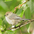 Male. Note: dark eye. Male. Note: dark eye.