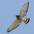 Note: dark terminal band on tail and dark tips on secondaries and primaries. Note: dark terminal band on tail and dark tips on secondaries and primaries.